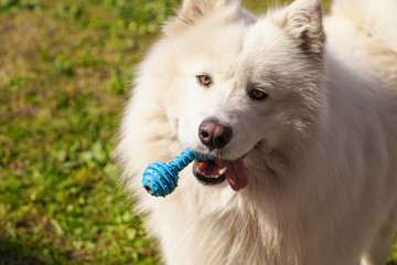 Siberian Samoyed with blue toy in his mouth