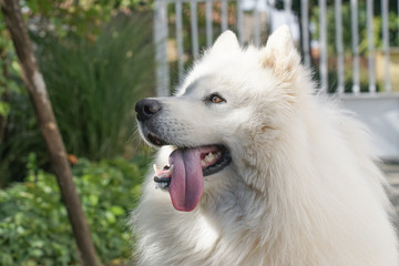 Siberian Samoyed with his tonque out of his mouth