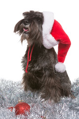 dog zwergschnauzer sits on a silvery tinsel in a Santa Claus hat and meets the new year