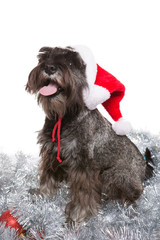 dog zwergschnauzer sits on a silvery tinsel in a Santa Claus hat and meets the new year