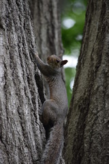 tree climber
