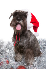 dog zwergschnauzer sits on a silvery tinsel in a Santa Claus hat and meets the new year