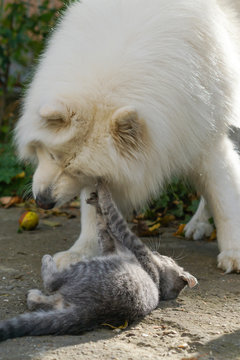 Siberian Samoyed playing with gray cat