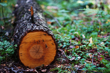 A felled tree in the forest, nature