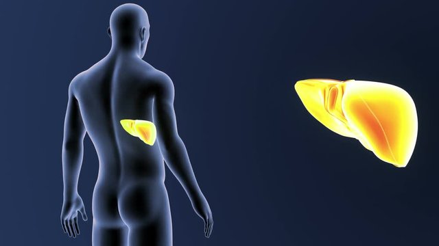 Liver zoom with Body
