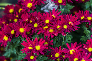 Red chrysanthemum, daisy flower blooming in the summer garden.