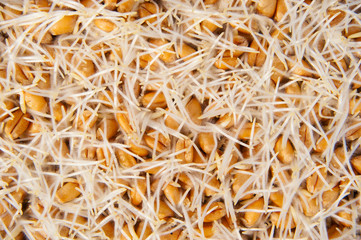 malt brewing raw materials