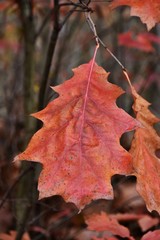 Close up of beautiful Autumn colored leaves