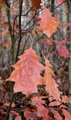 Close up of beautiful Autumn colored leaves
