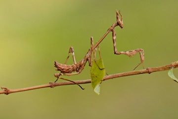 Mantidae