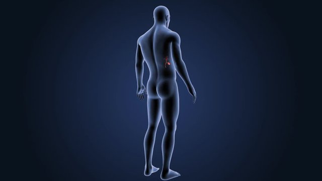 Gallbladder with Body