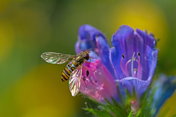 Schwebfliege