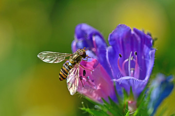 Schwebfliege