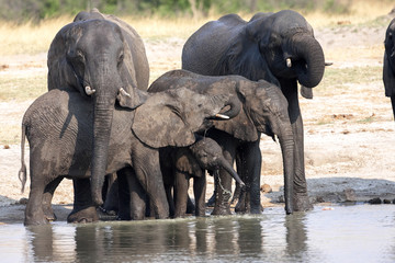 Fototapeta na wymiar African elephant herd, Loxodonta africana, at waterhole, Hwange National Park, Zimbabwe