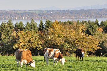 Kühe auf herbstlicher Weide