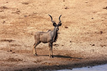 the male Greater Kudu, Tragelaphus strepsiceros, at the waterhole, Hwange National Park, Zimbabwe