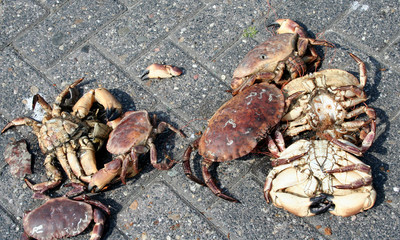 small crabs on the quay