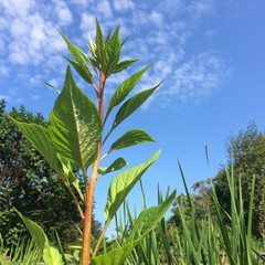 Green plant against blue sky