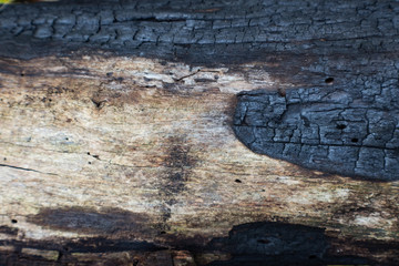 Charred log detail blackened by a forest fire, horizontal aspect