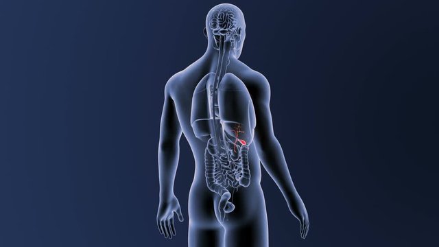Gallbladder with Organs