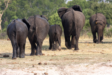 herd African elephant, Loxodonta africana, leaving the waterhole, Hwange National Park, Zimbabwe