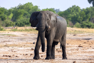Fototapeta na wymiar African elephant, Loxodonta africana, at waterhole, Hwange National Park, Zimbabwe