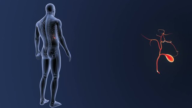 Gallbladder zoom with Skeleton Body