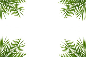 Fototapeta na wymiar Tropical palm leaf on a white background 