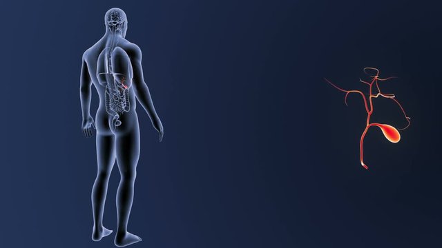 Gallbladder zoom with Organs