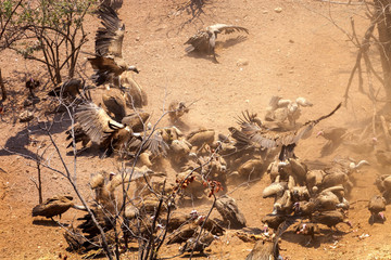 a flock of vultures feeds on a carrion, Zimbabwe