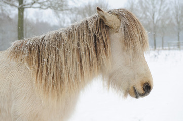 Wintertime in Holland: animals in the snow, pony horse