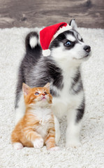 kitten and puppy together in a New Year's cap