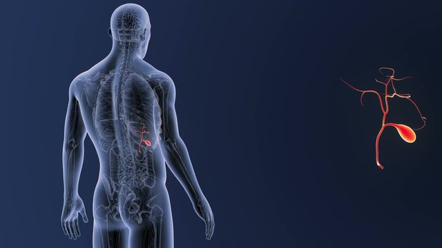 Gallbladder zoom with Anatomy