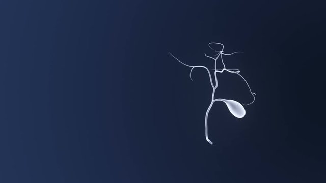 Gallbladder 