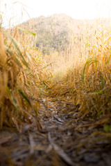 Fototapeta premium Pfad zwischen Grashalmen im Herbst, Froschperspektive