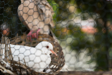 Close-up of white songbird in cage in Central Java, Indonesia
