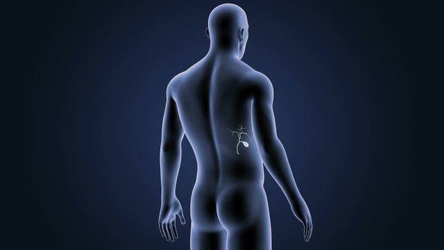 Gallbladder with Body