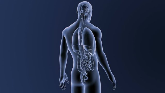Gallbladder with Organs