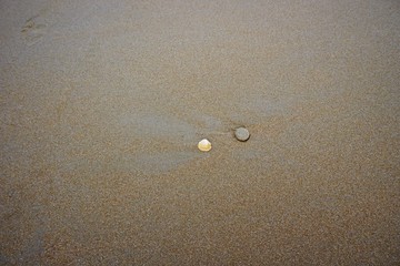 Seashell and stone on the beach