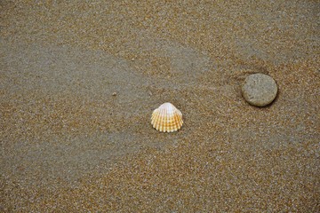 Seashell and stone on the beach