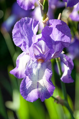 beautiful lilac flower iris closeup
