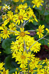 ツワブキの花