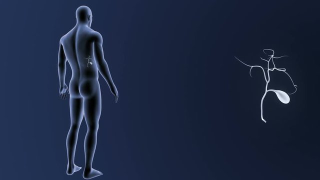 Gallbladder zoom with Body