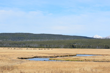 Herd of Bison Grazing on the open range