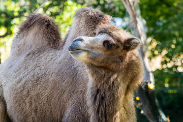 Kamel - Camelus ferus