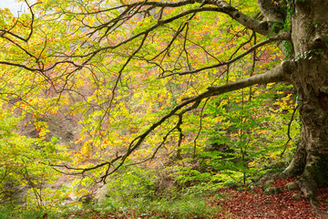 The natural park of Urederra autumnal, Spain