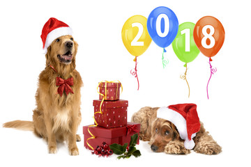 new year christmas dog breed golden retriever gifts boxes red bow white background isolate shaggy...