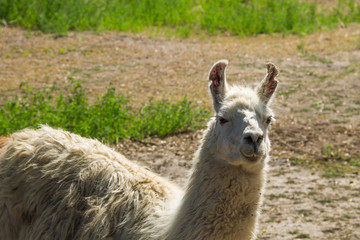 Obraz premium Portret białego Lamy