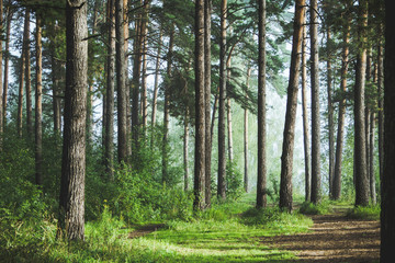 Beautiful summer forest with different trees