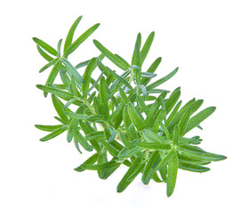 Rosemary isolated on white background